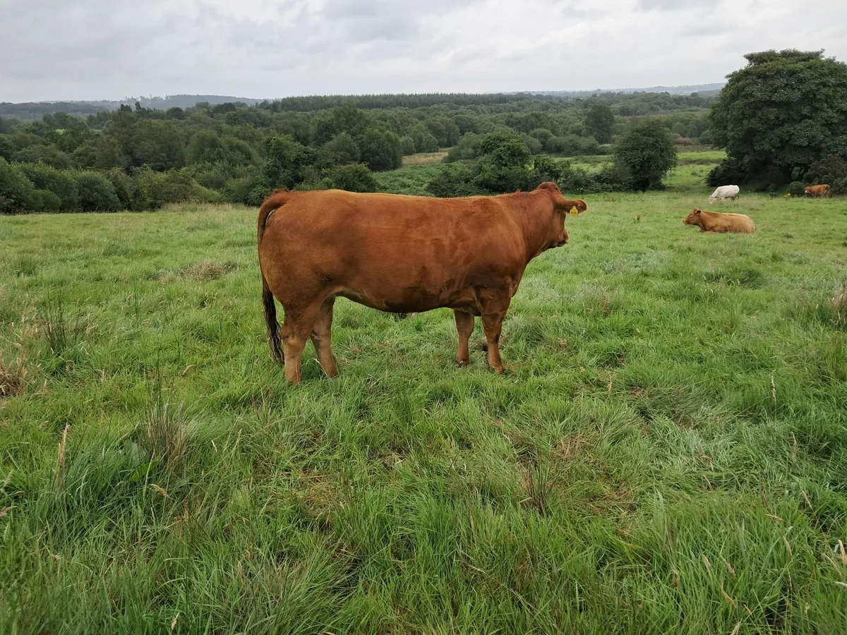 In calf heifers - Image 2