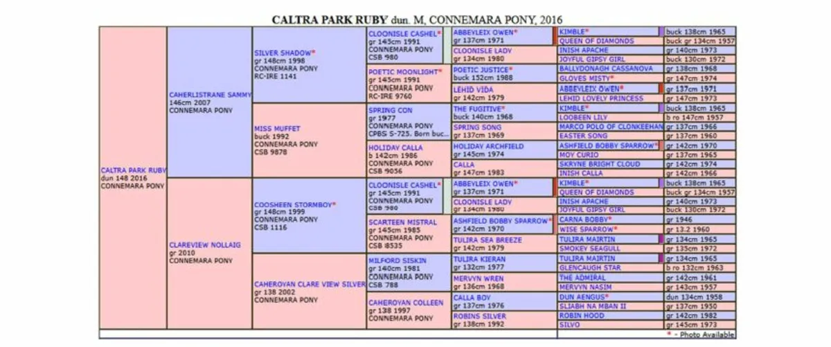 Class 1 Conemara Broodmare - Image 2
