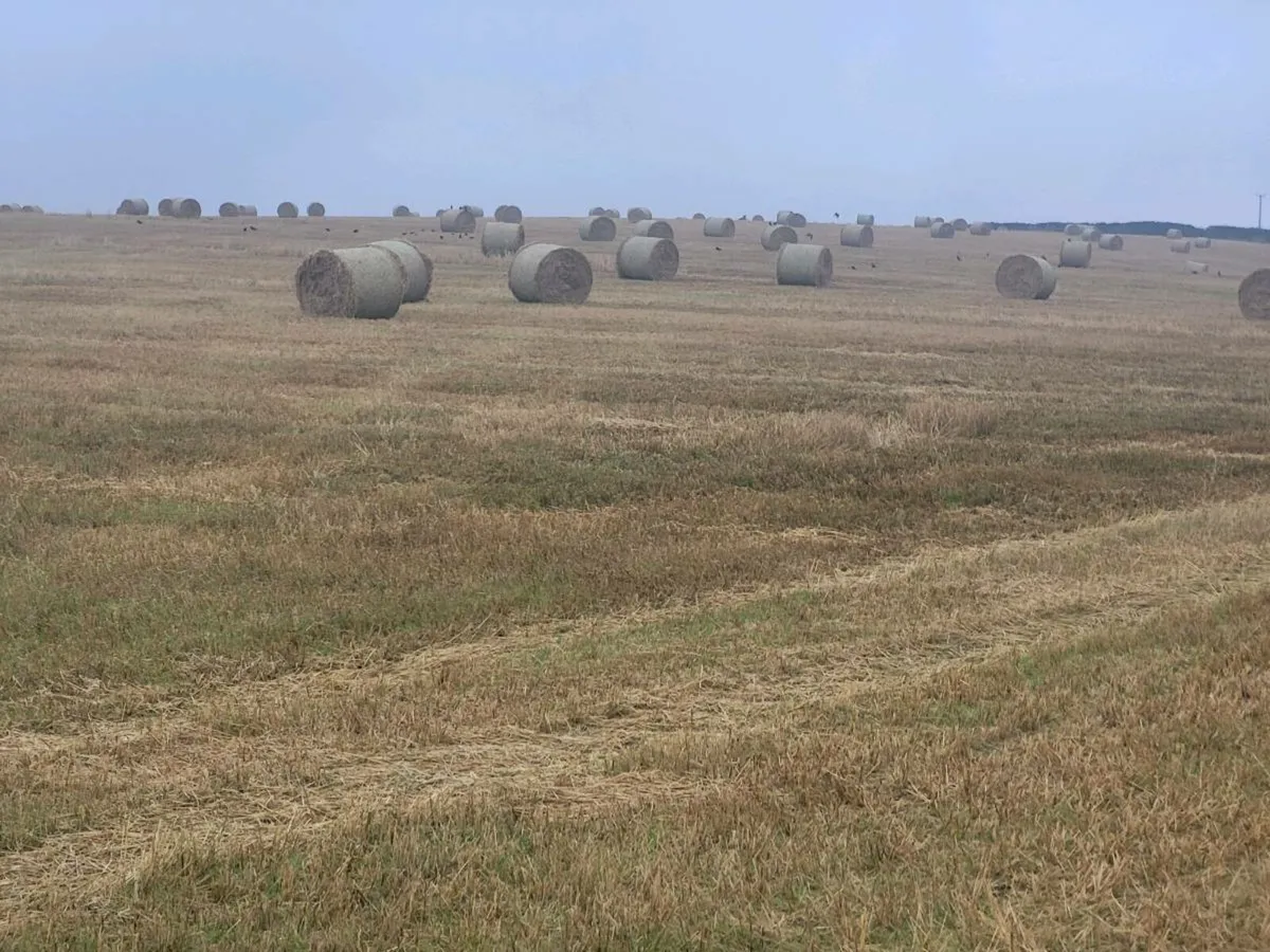 Straw - Image 1
