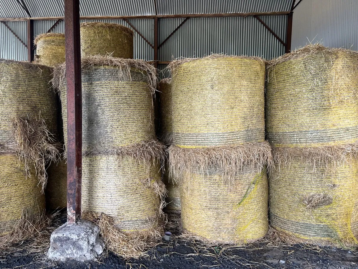 Barley straw