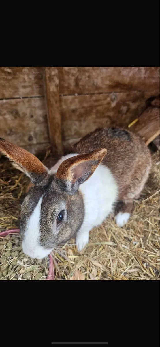 2 male rabbits free to good home - Image 1