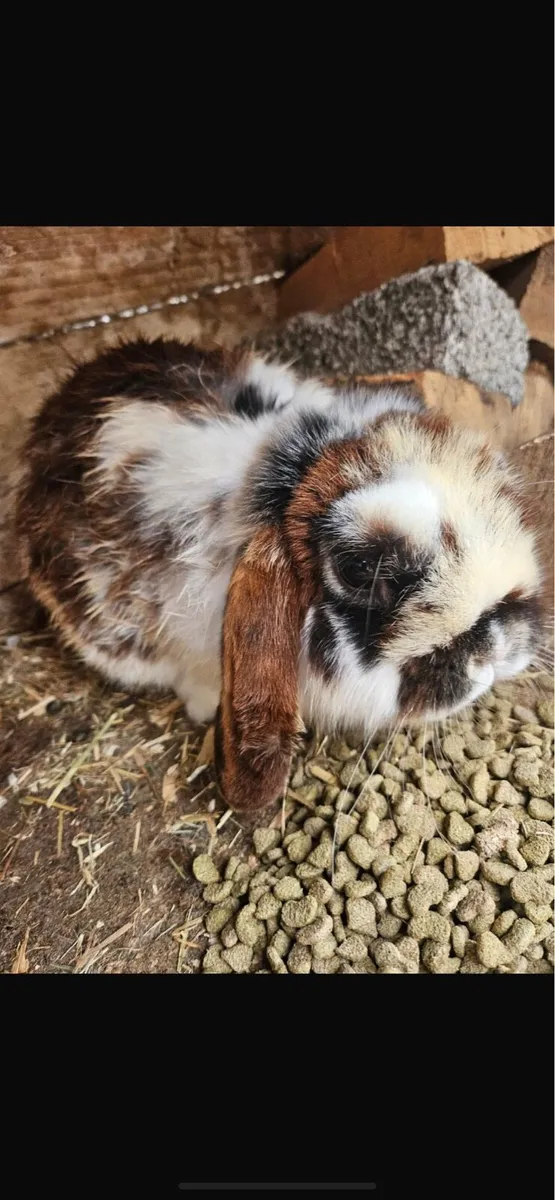 2 male rabbits free to good home - Image 2