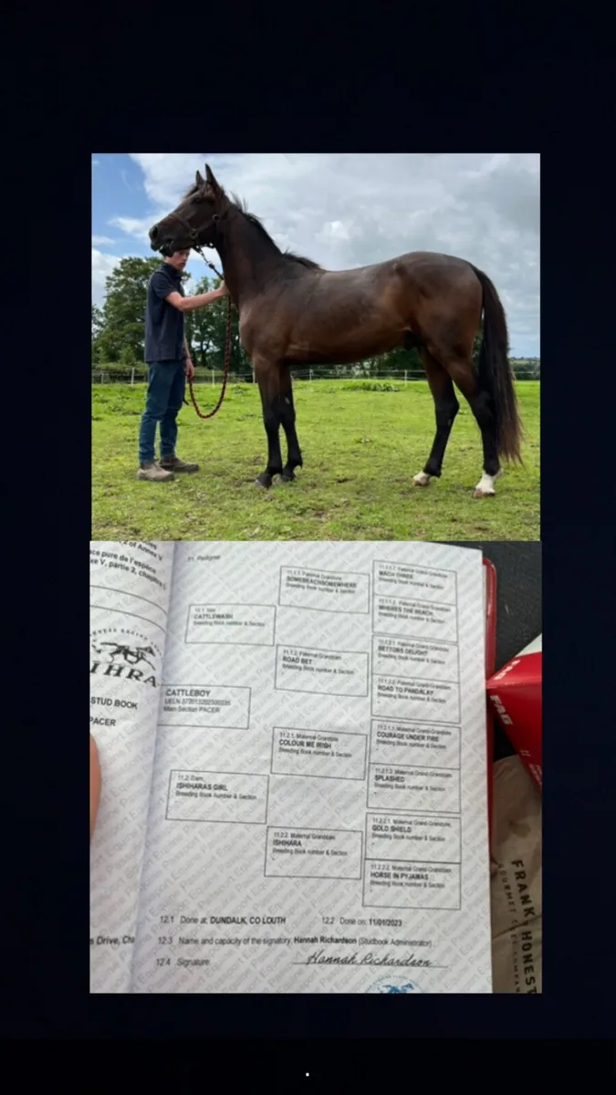 Highly bred pacer colt - Image 2