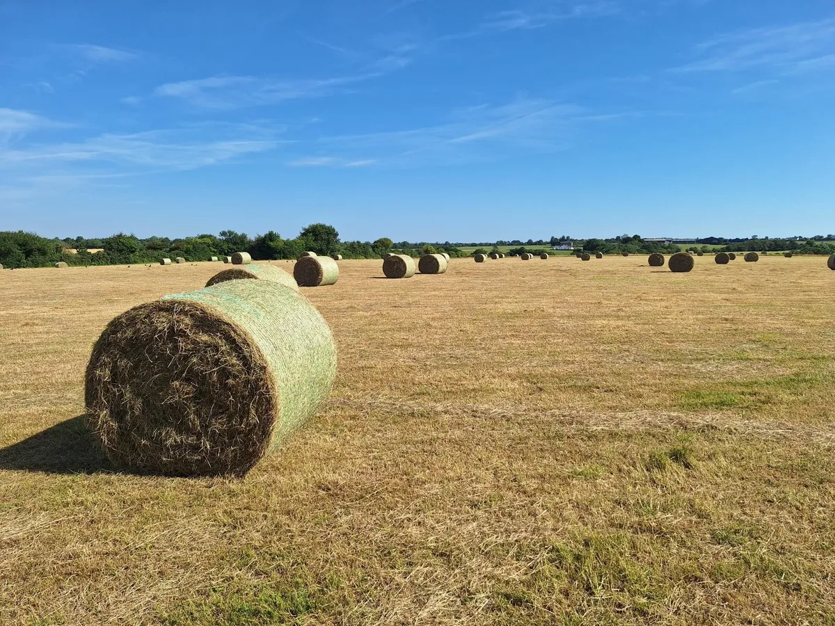 Hay - Image 2