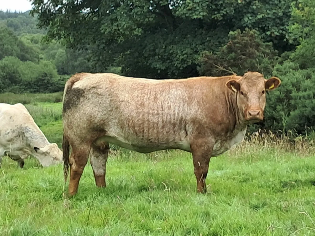 In calf heifers - Image 3
