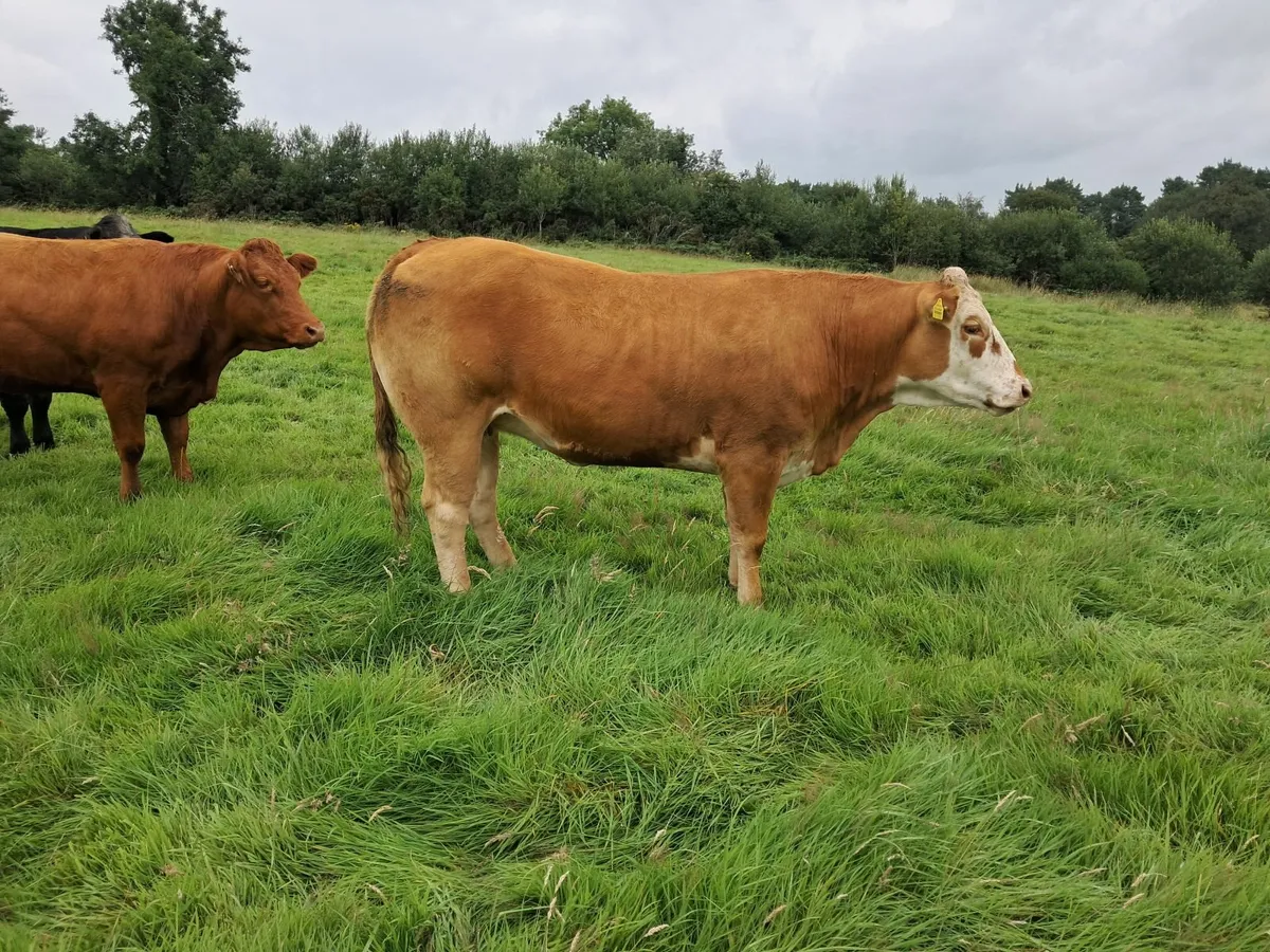 In calf heifers - Image 4