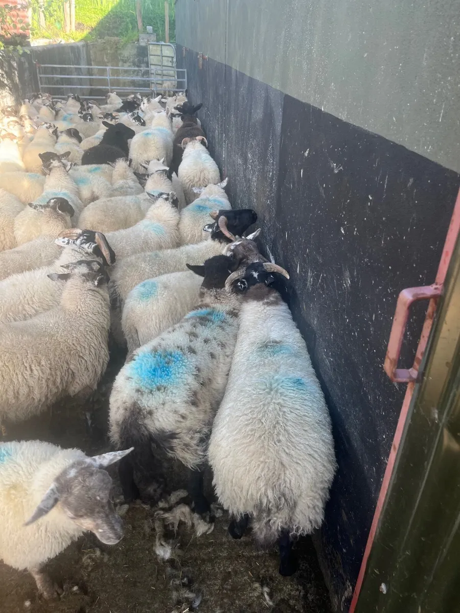 Store lambs - Image 2