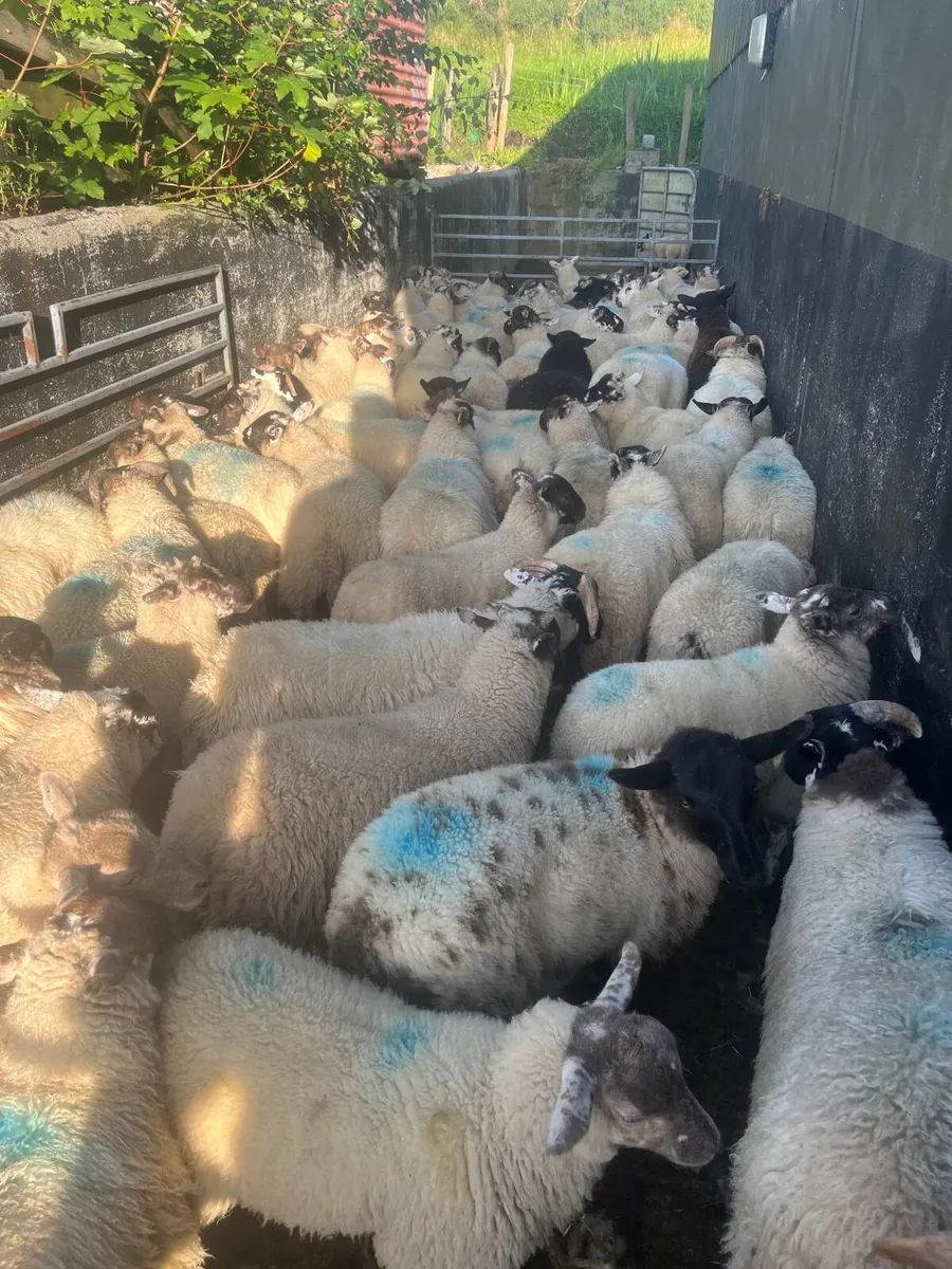 Store lambs - Image 1