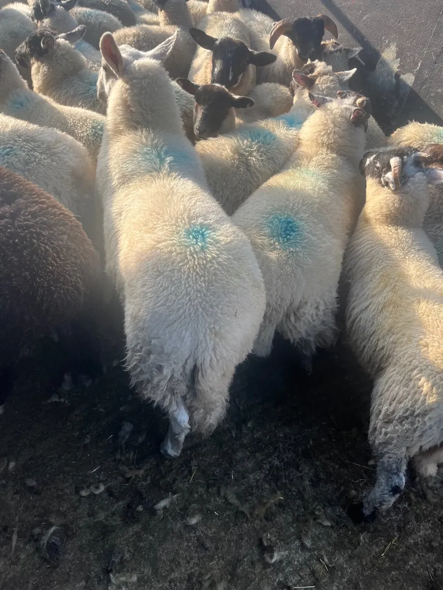 Store lambs - Image 4