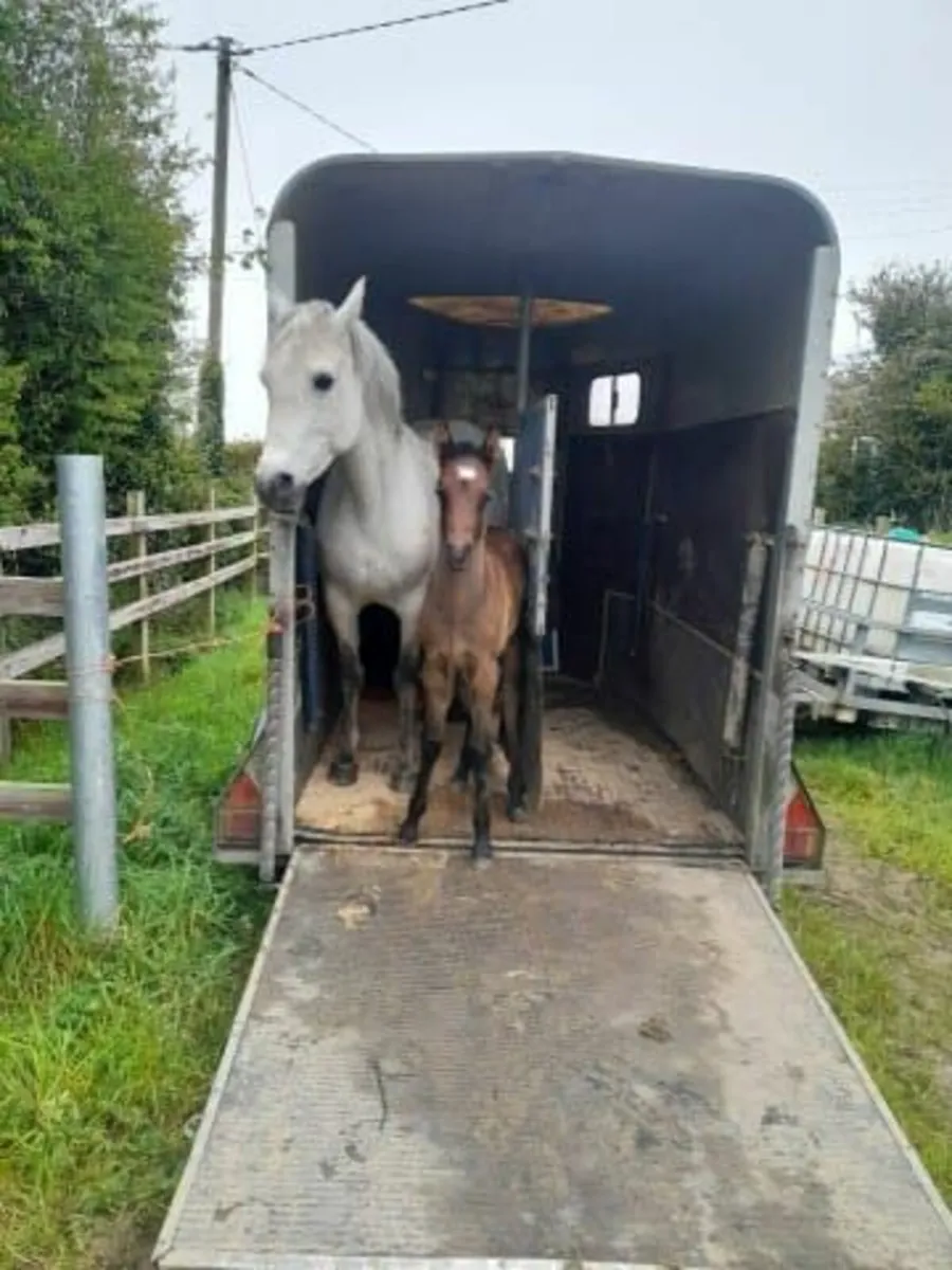 Class 1 Conemara Broodmare - Image 3