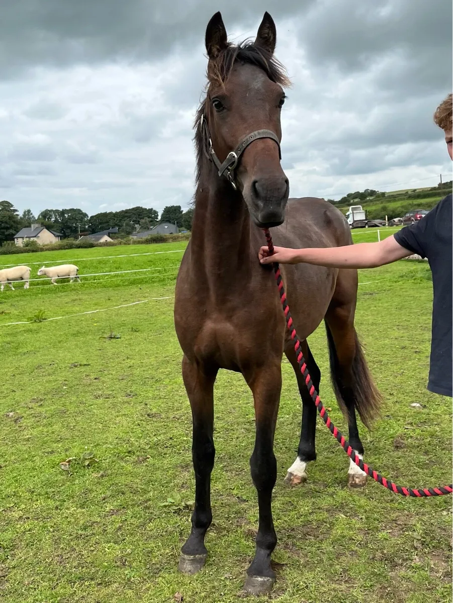 Highly bred pacer colt - Image 3