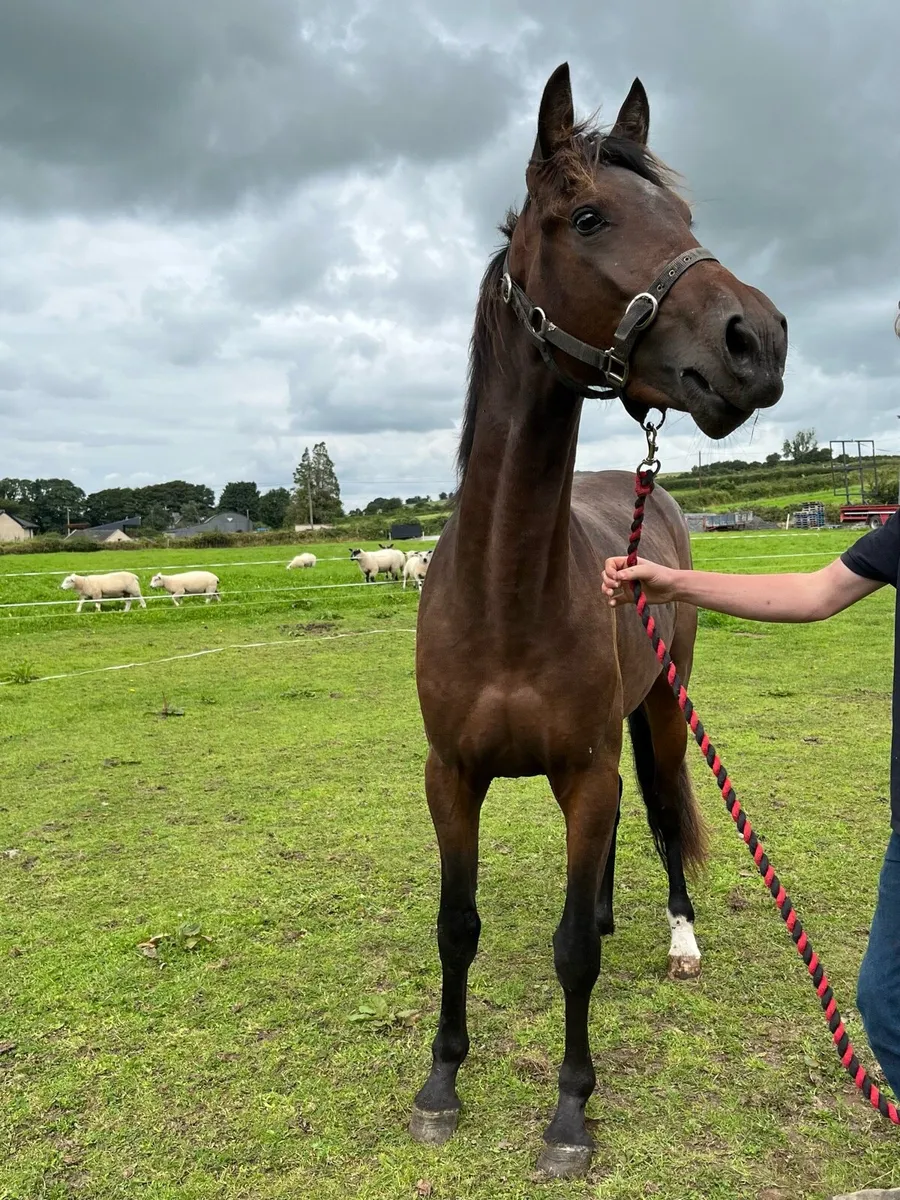 Highly bred pacer colt - Image 4