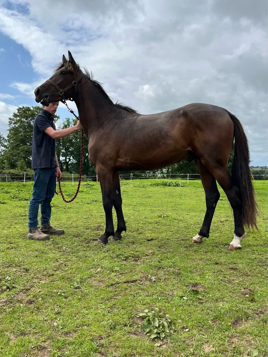Highly bred pacer colt - Image 1