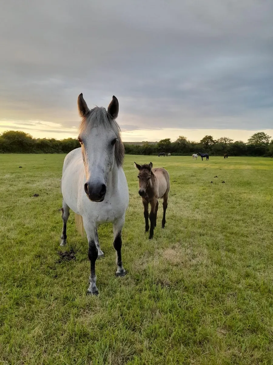 Class 1 Conemara Broodmare - Image 1