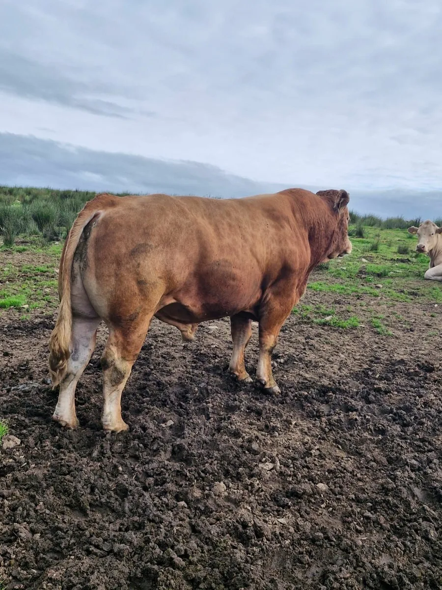 Pure bred limousin bull - Image 1