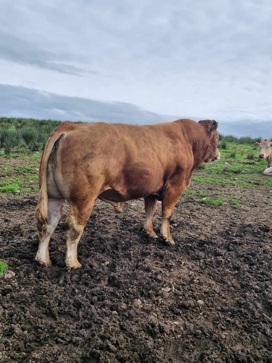 Pure bred limousin bull - Image 2