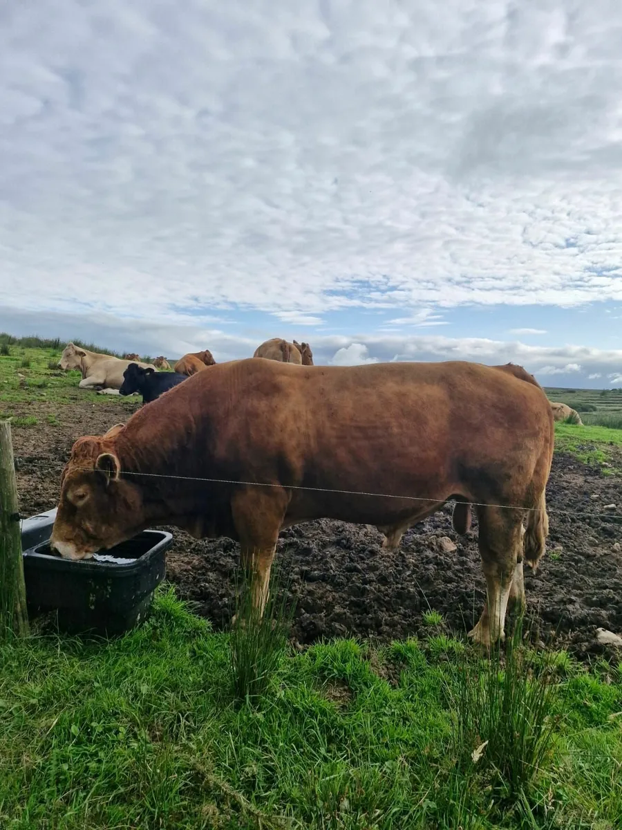 Pure bred limousin bull - Image 3