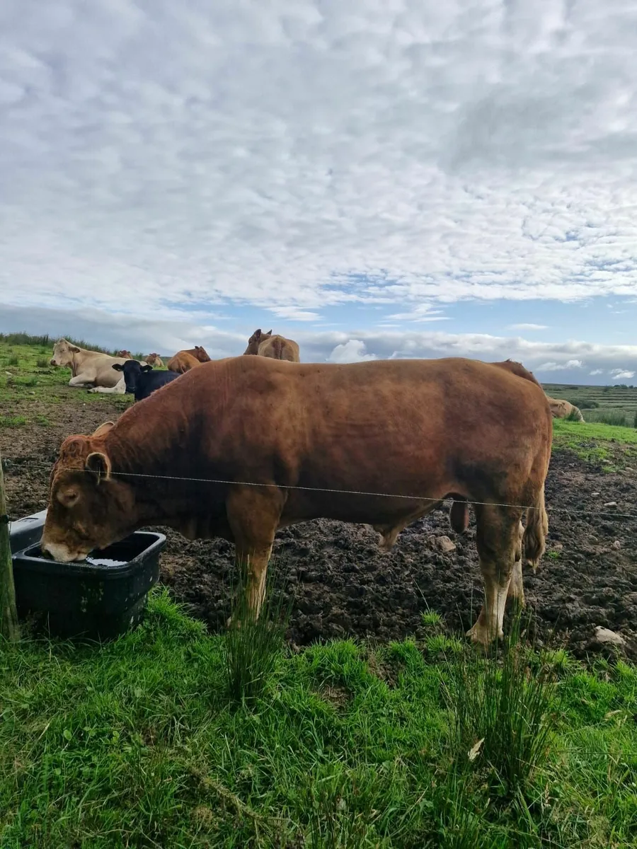 Pure bred limousin bull - Image 4