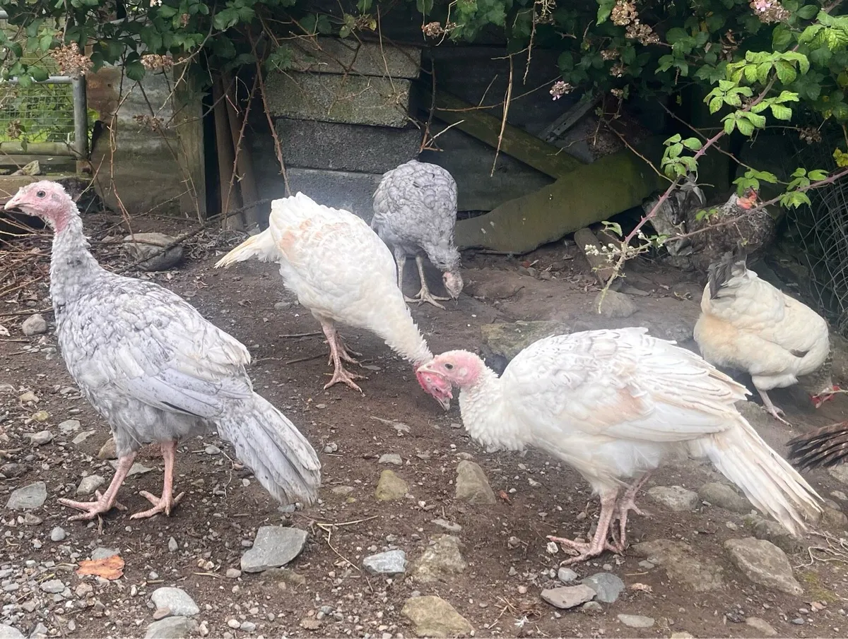 Turkeys & Ducklings - Image 2