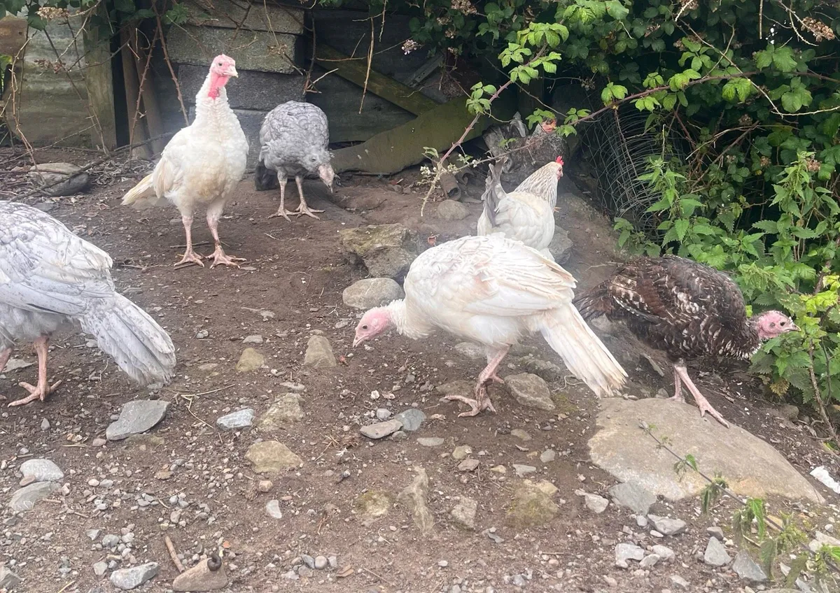 Turkeys & Ducklings - Image 3