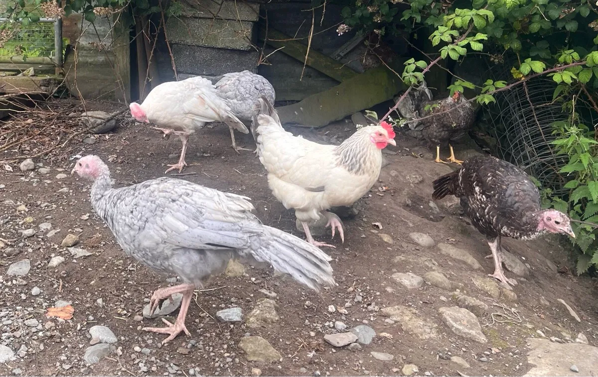 Turkeys & Ducklings - Image 4
