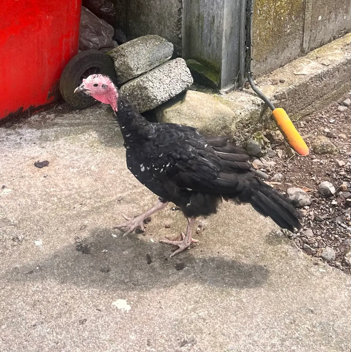 Turkeys & Ducklings - Image 1