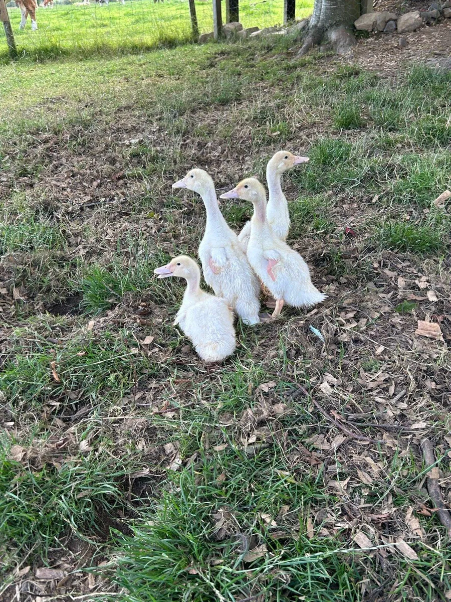 Female Aylesbury ducklings - Image 1