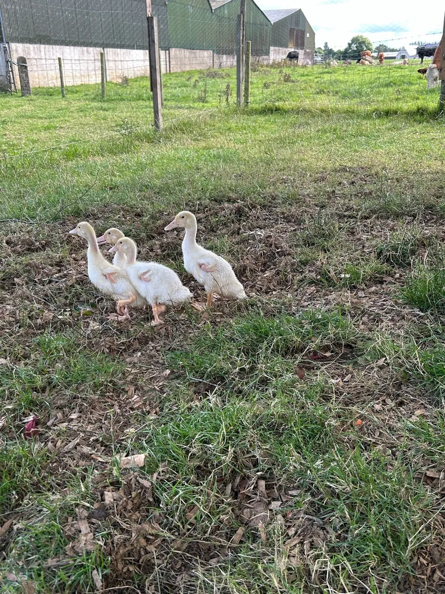 Female Aylesbury ducklings - Image 3