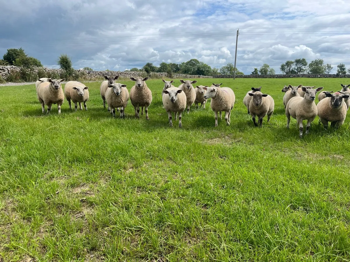 50 ewe lambs - Image 1