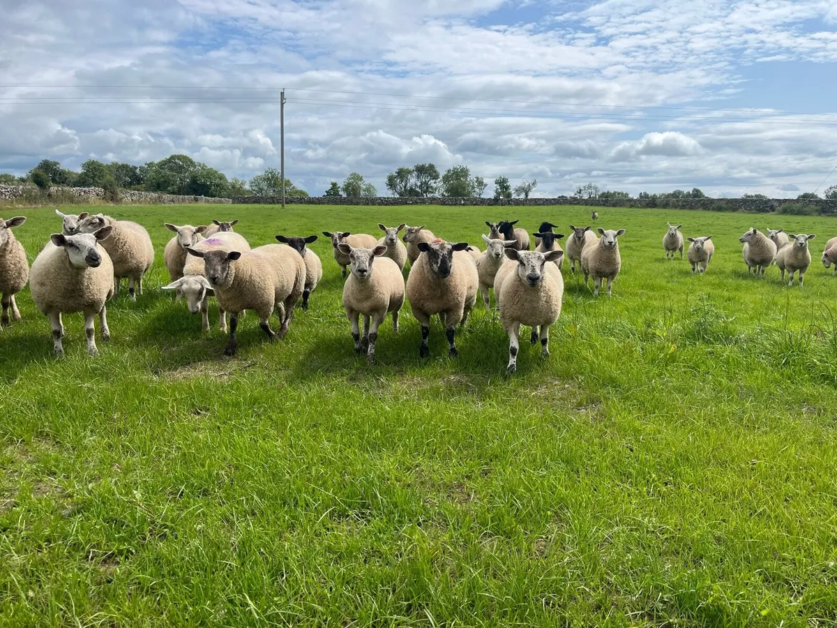 50 ewe lambs - Image 3