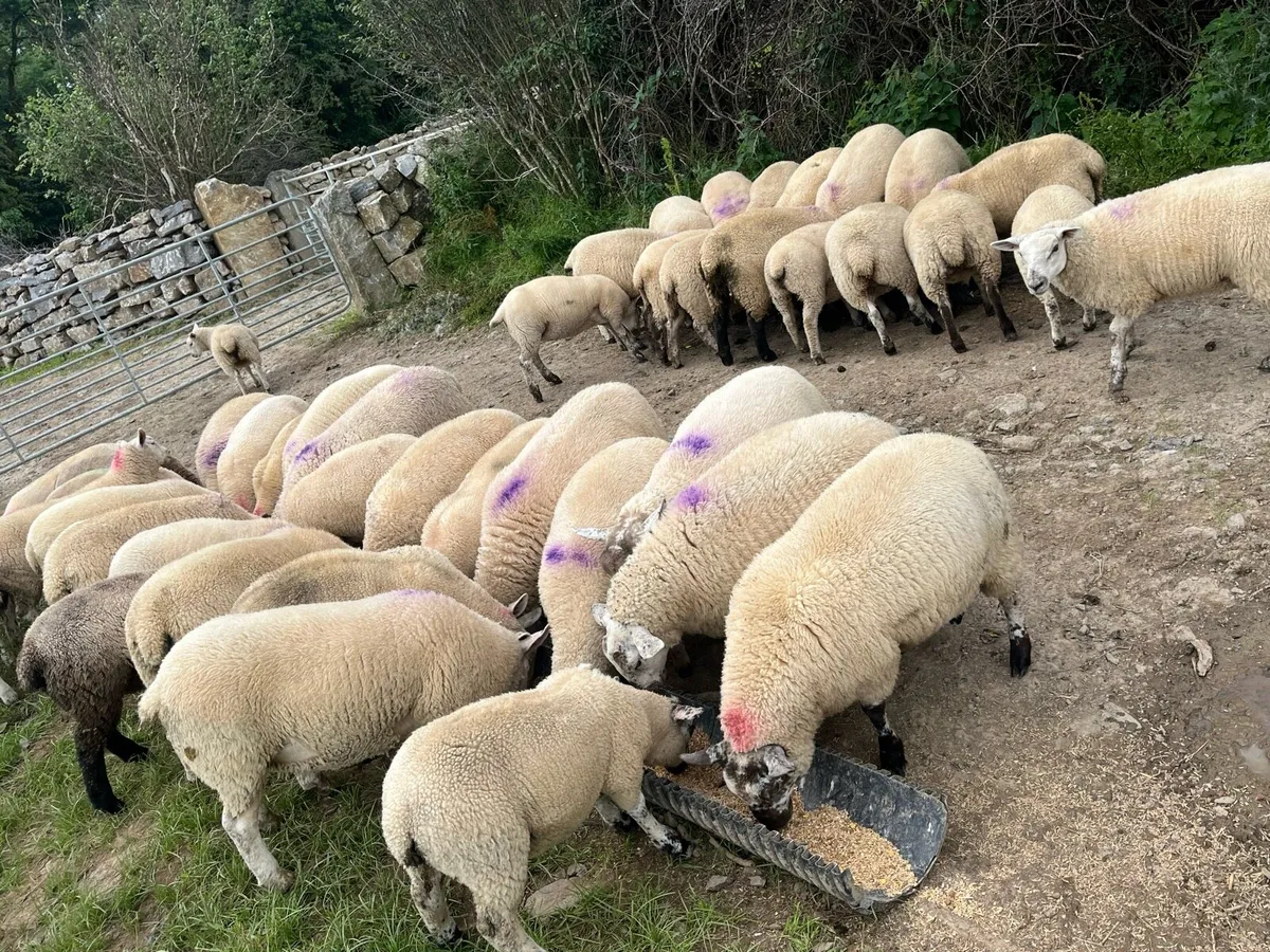 50 ewe lambs - Image 4