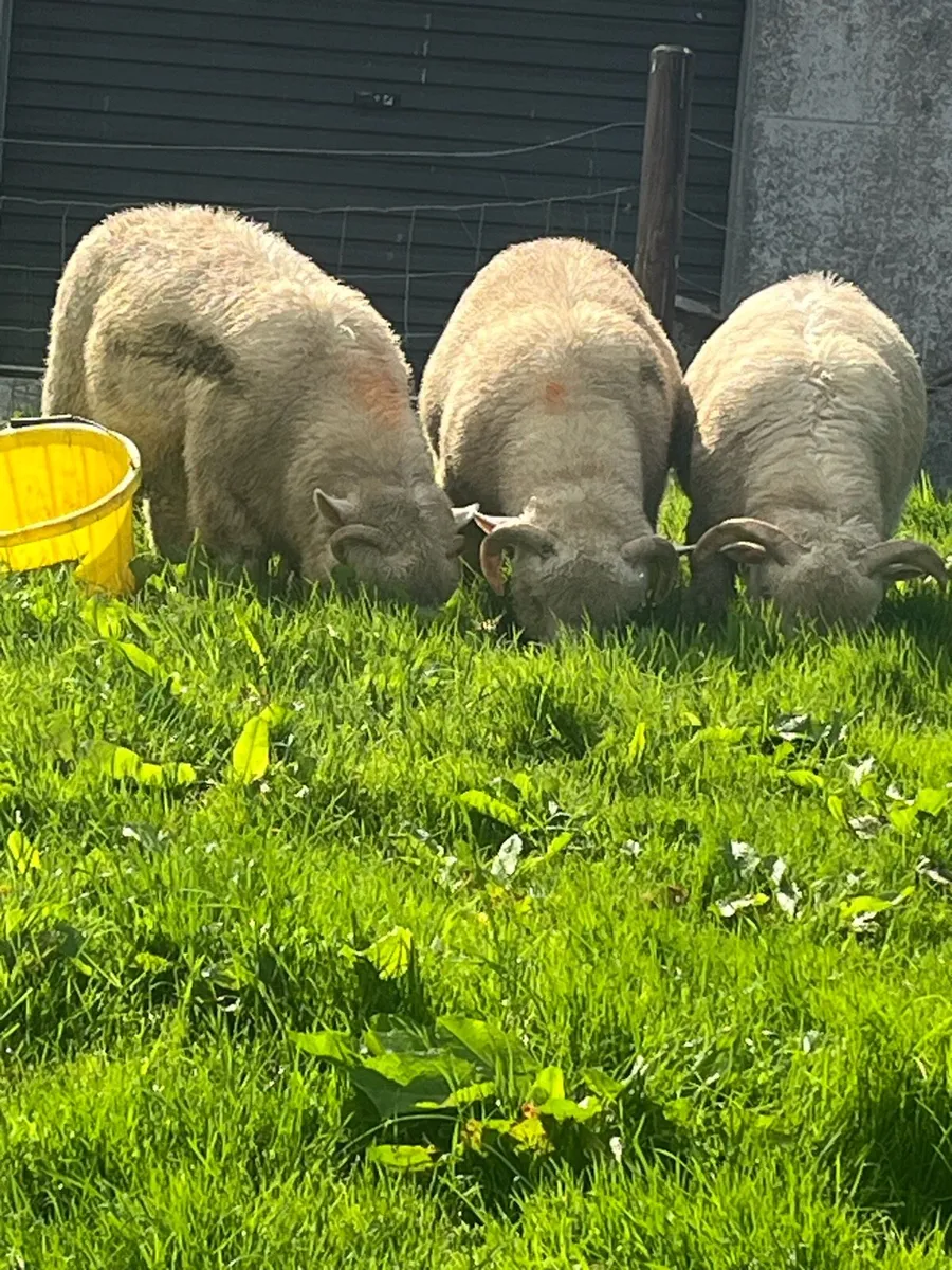 Dorset ram lambs - Image 1