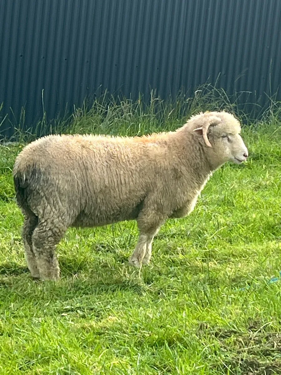 Dorset ram lambs - Image 2