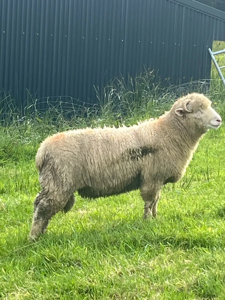 Dorset ram lambs - Image 3