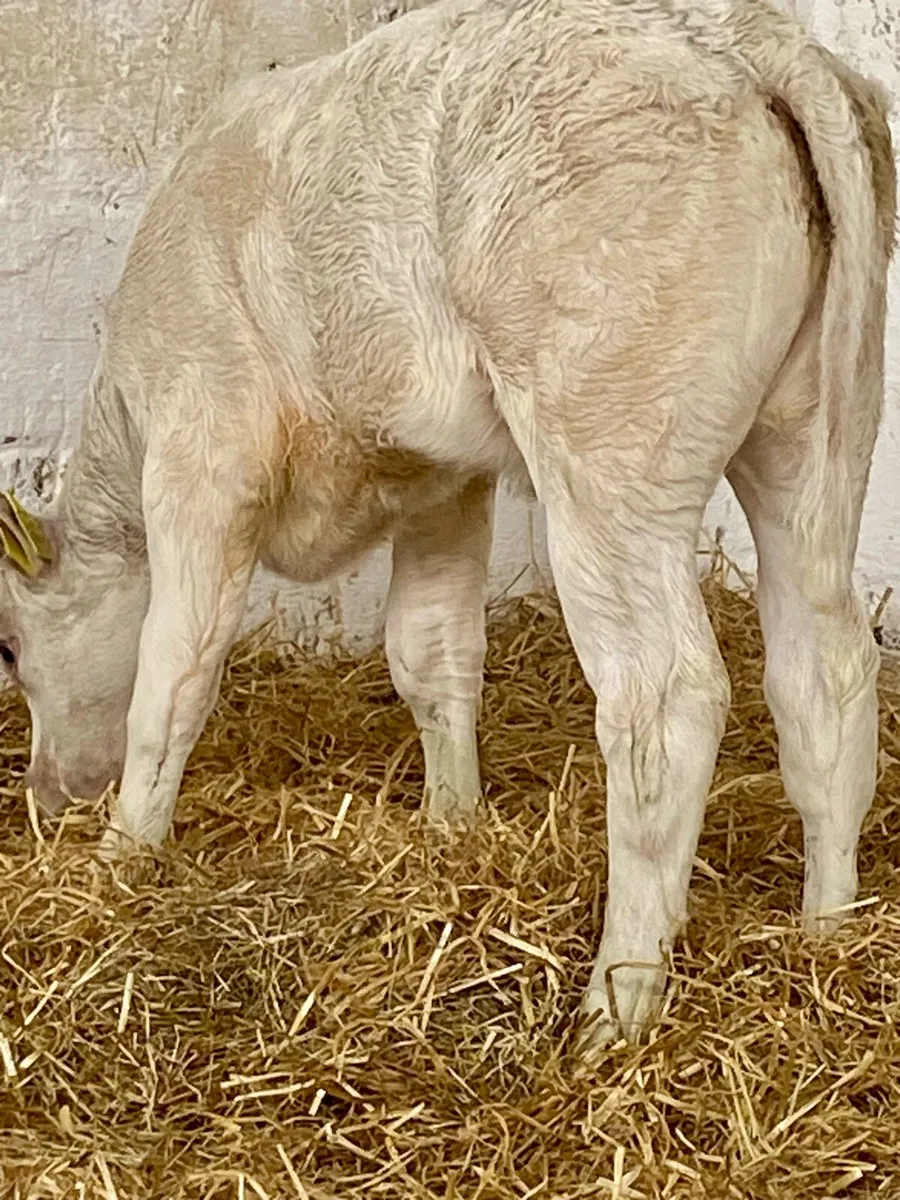 2 SUPER QUALITY SUCKLER BRED SUCK CALVES - Image 1