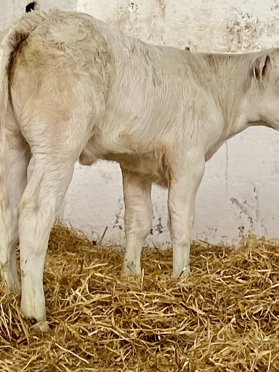2 SUPER QUALITY SUCKLER BRED SUCK CALVES - Image 2