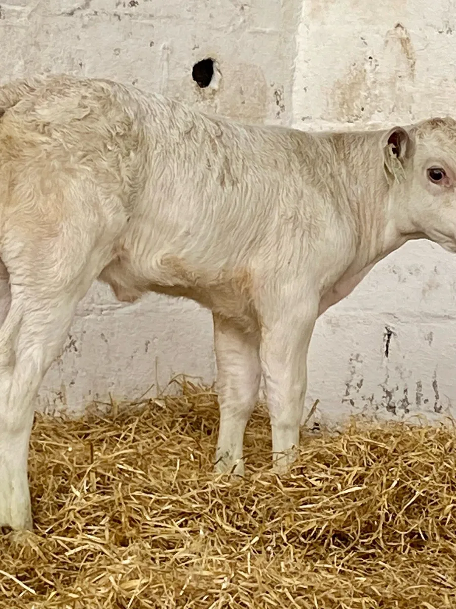 2 SUPER QUALITY SUCKLER BRED SUCK CALVES - Image 3