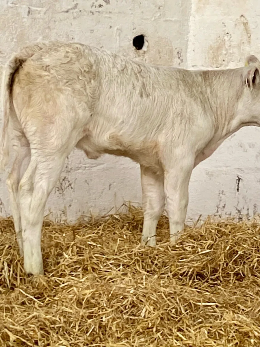 2 SUPER QUALITY SUCKLER BRED SUCK CALVES - Image 4