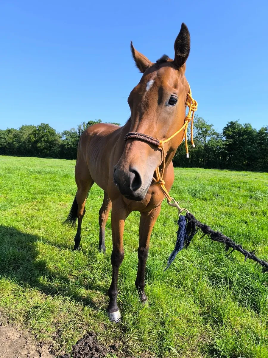 2yo thoroughbred filly by Cotai flory - Image 1