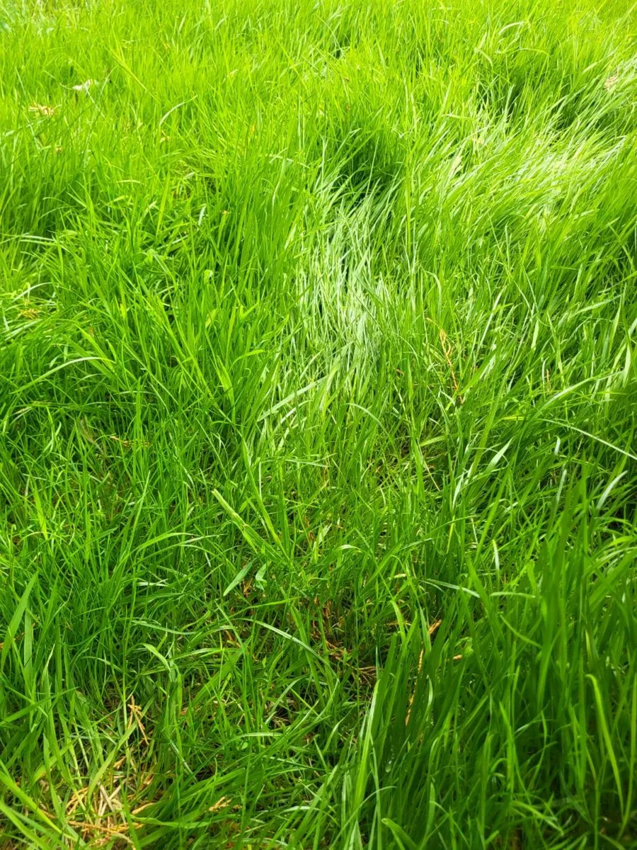 Grass land wanted  for leasing .