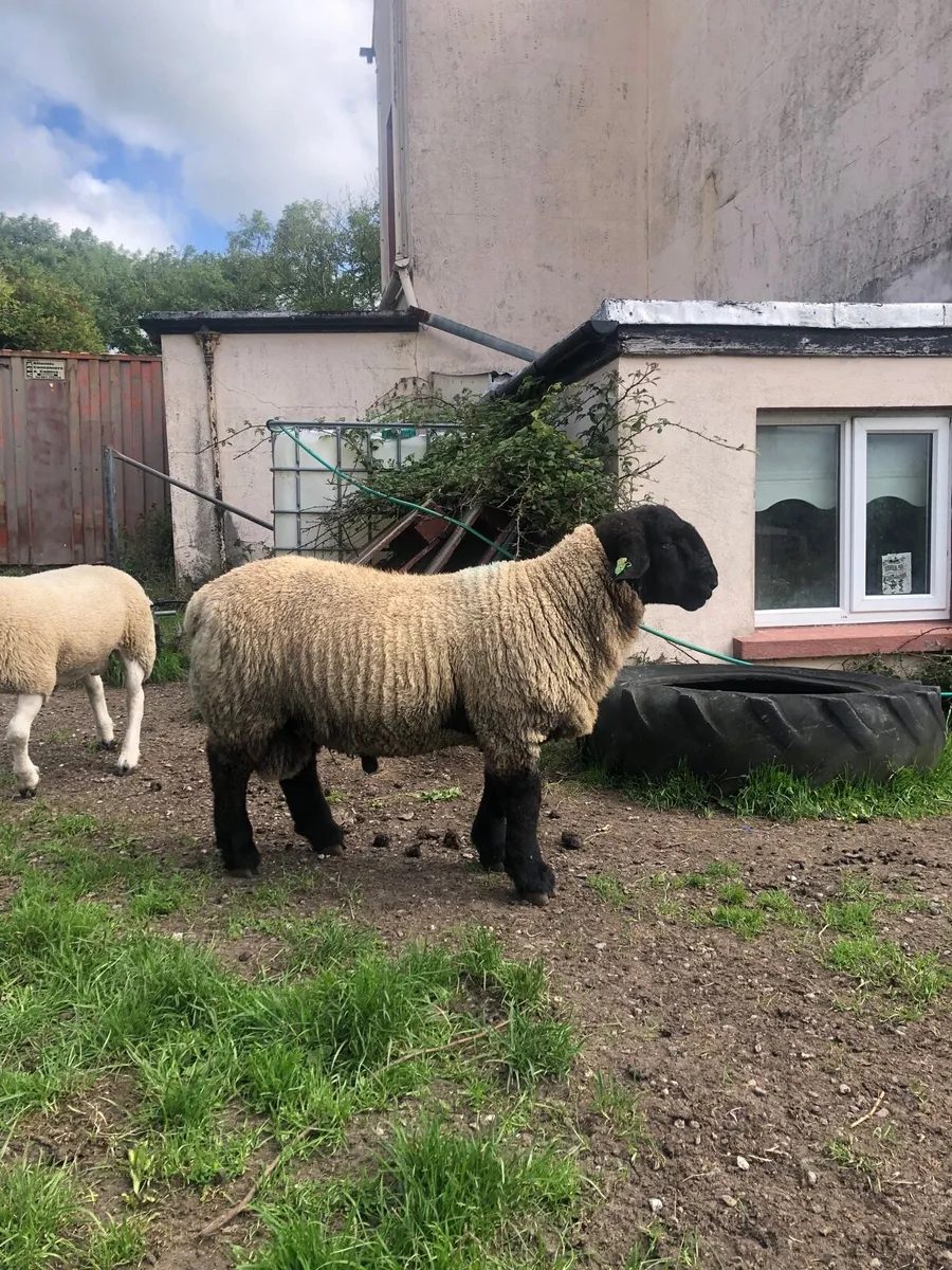 Suffolk ram lambs purebred registered - Image 1