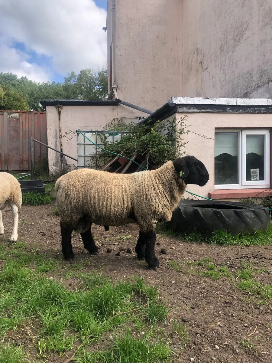 Suffolk ram lambs purebred registered - Image 2