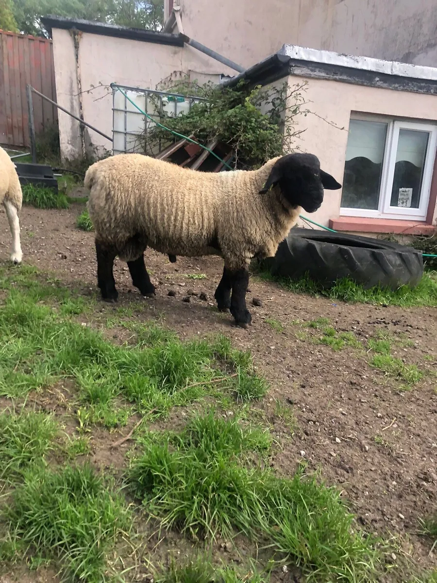 Suffolk ram lambs purebred registered - Image 3