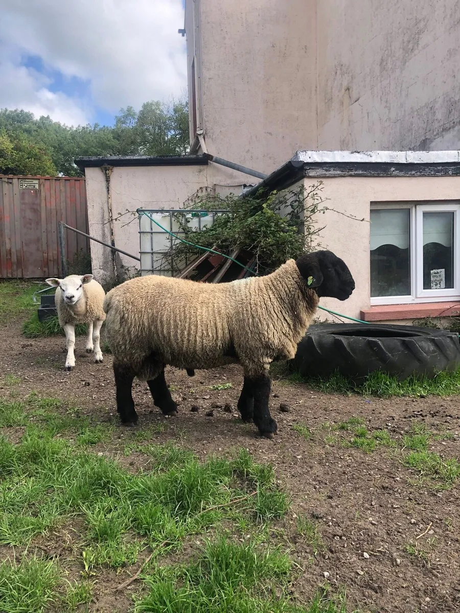 Suffolk ram lambs purebred registered - Image 4