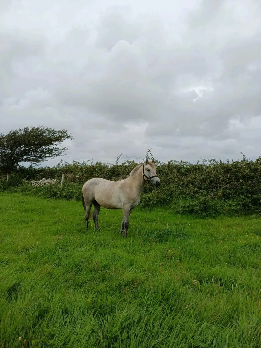Connemara colt - Image 2