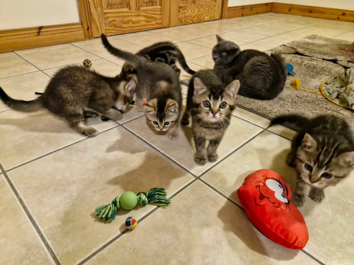 Golden Marble British Shorthair Kittens - Image 3