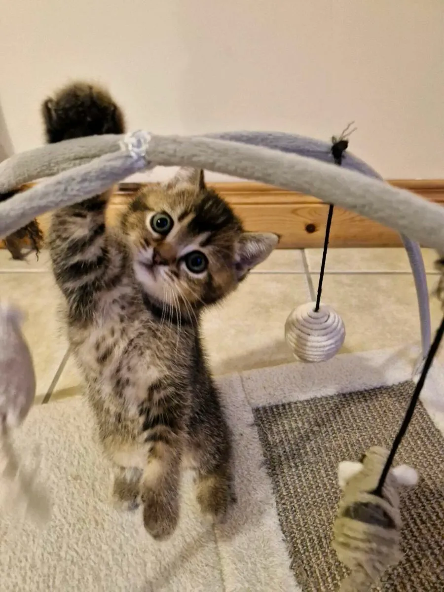 Golden Marble British Shorthair Kittens - Image 4