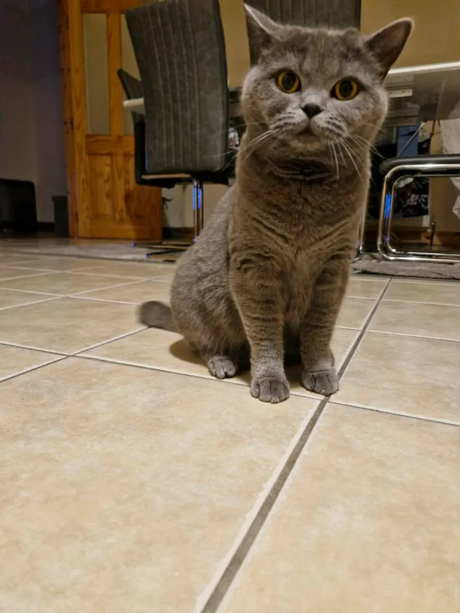 Golden Marble Purebred British Shorthair Kittens - Image 4