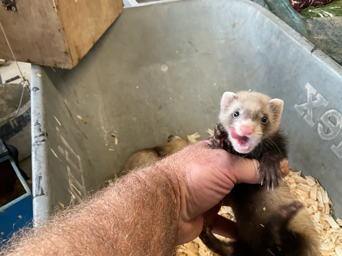 Ferrets - Image 1