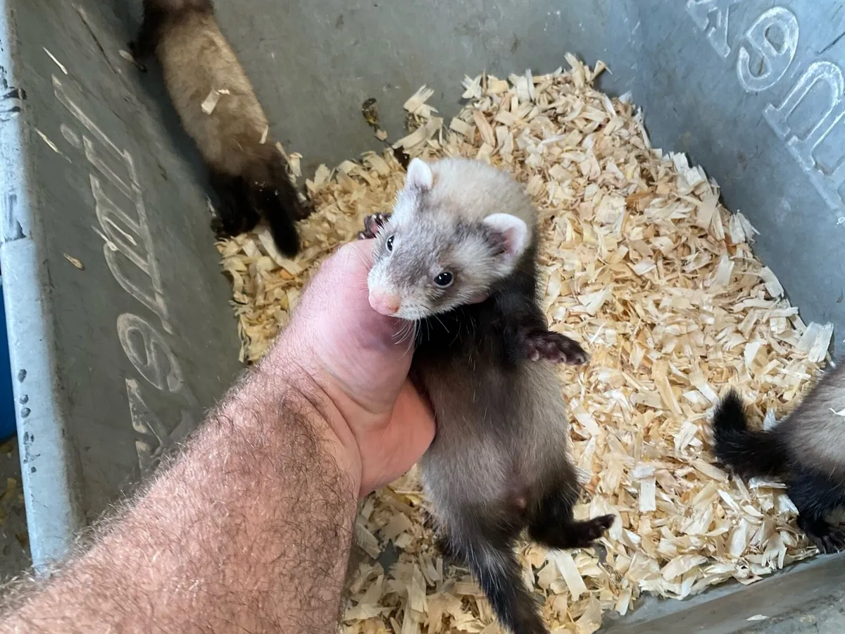 Ferrets - Image 2